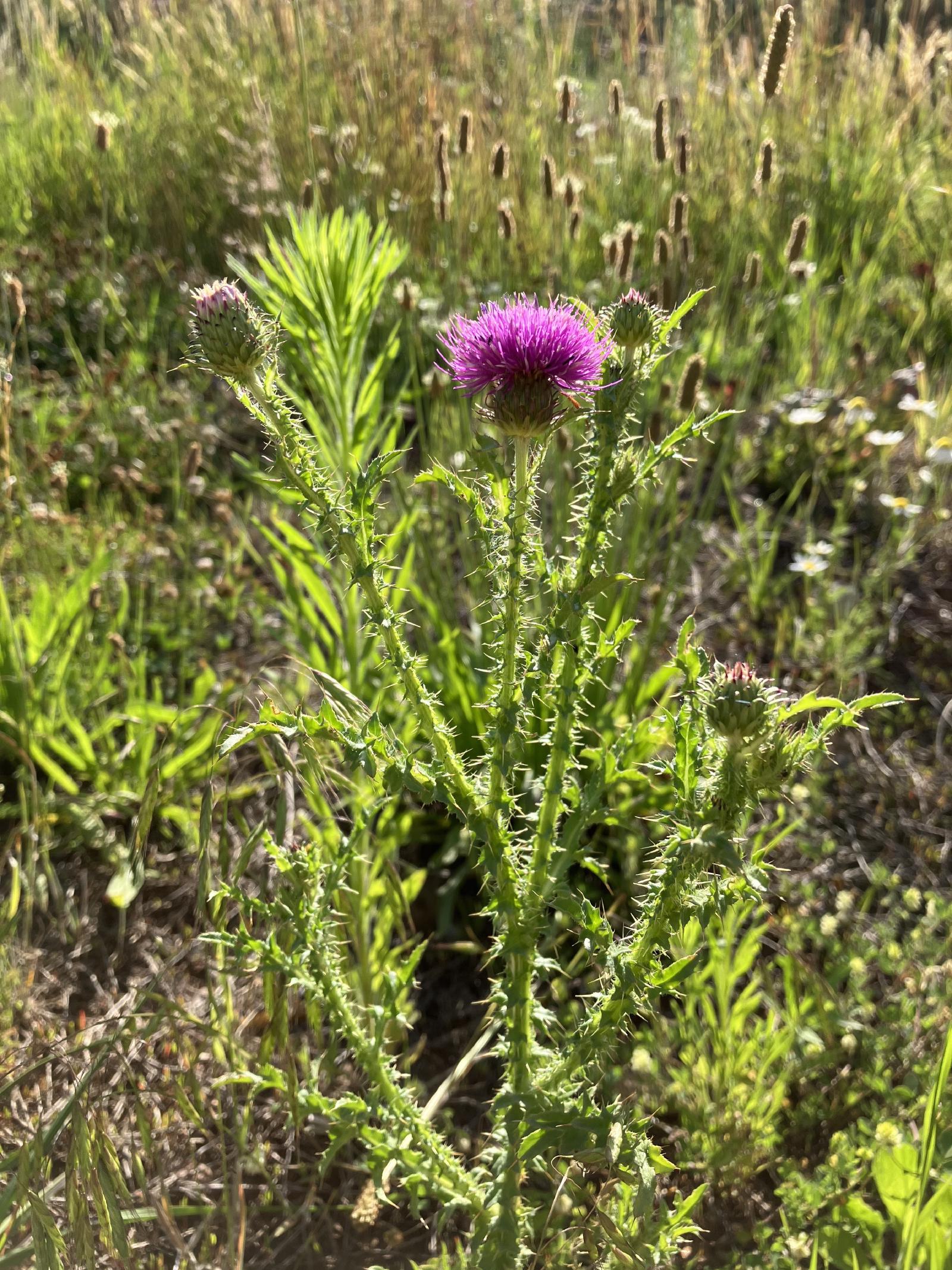 Thistle